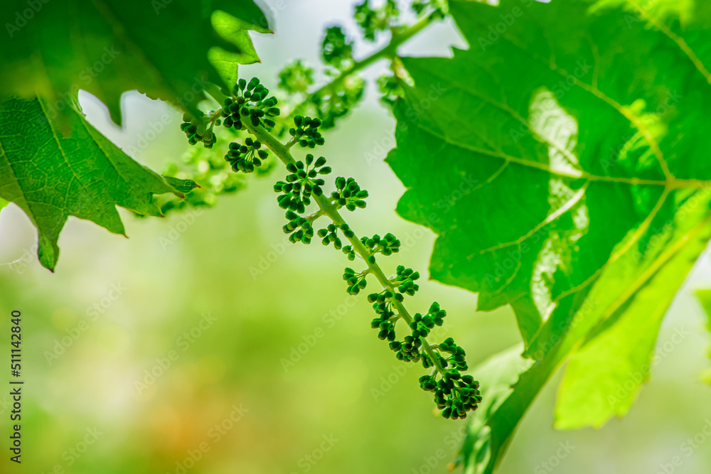 Green brush of unripe grapes close-up on a green blurred background Green brush of unripe grapes close-up on a green blurred background