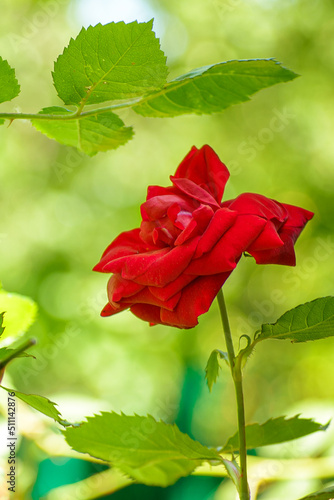 Red blooming rose close-up with blurred green background, vertical photo