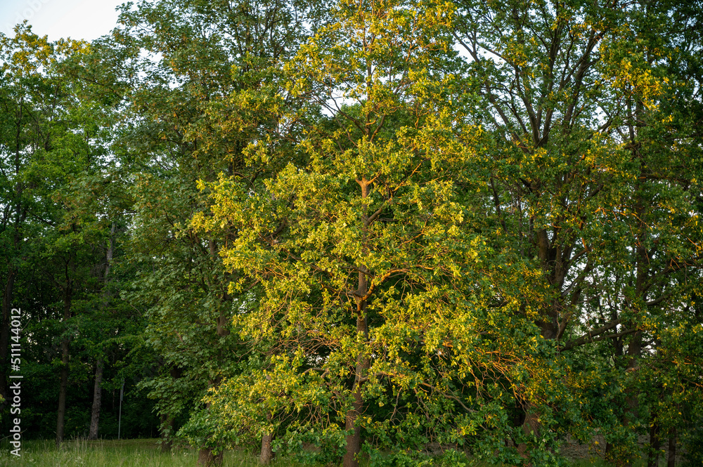 Fototapeta premium FLOWER,TREE,PLANTS,ANIMALS, LANDSCAPE