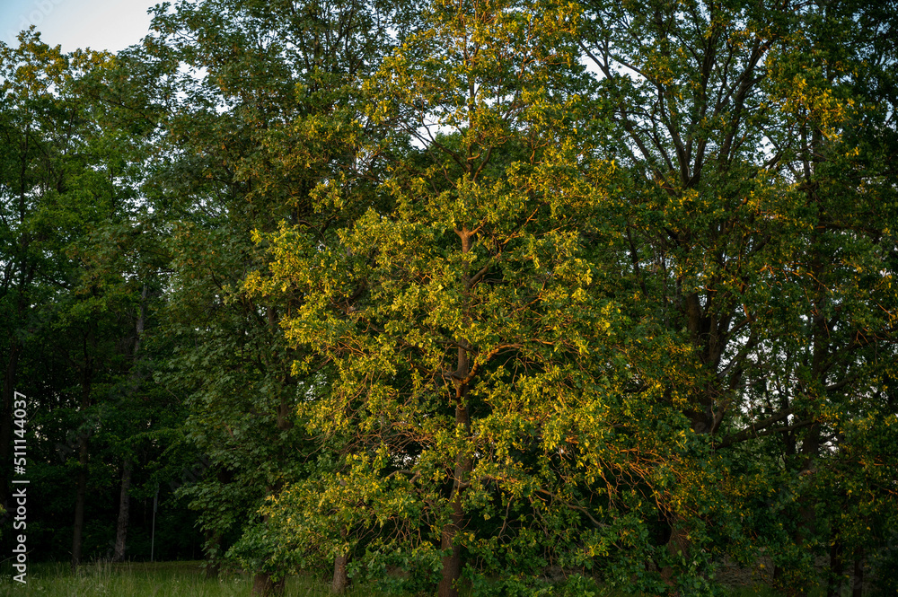 FLOWER,TREE,PLANTS,ANIMALS, LANDSCAPE FLOWER,TREE,PLANTS,ANIMALS, LANDSCAPE