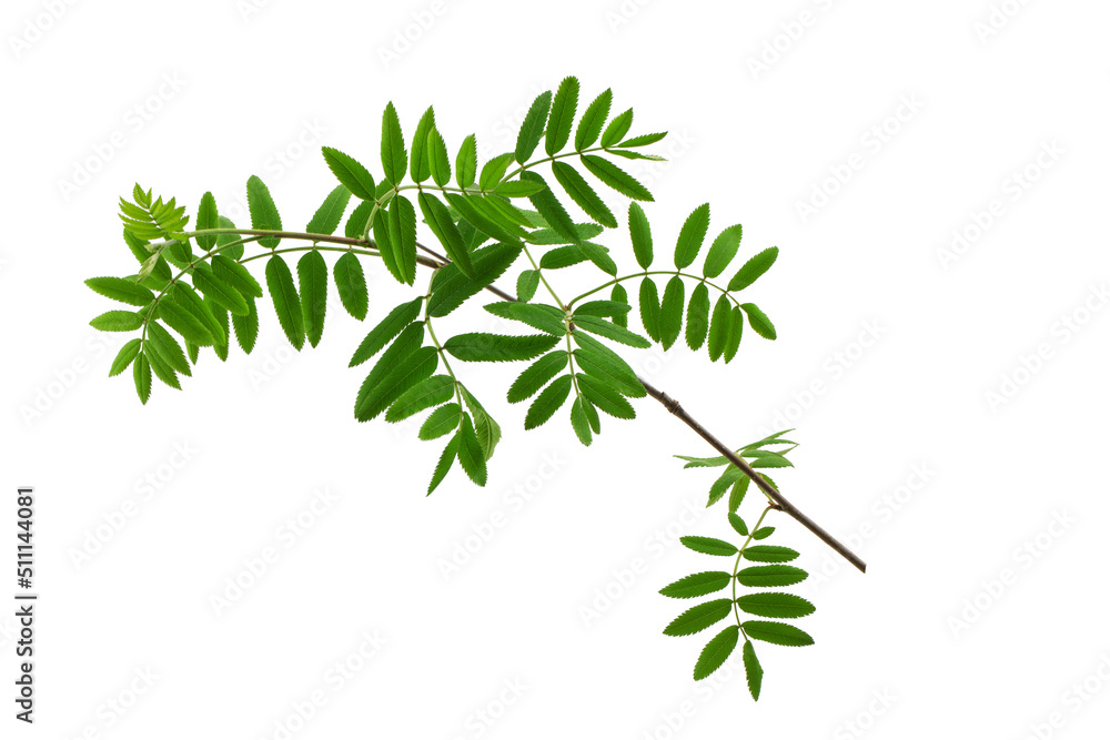 a tree branch with green leaves isolated on a white background