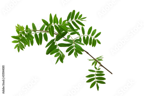 a tree branch with green leaves isolated on a white background