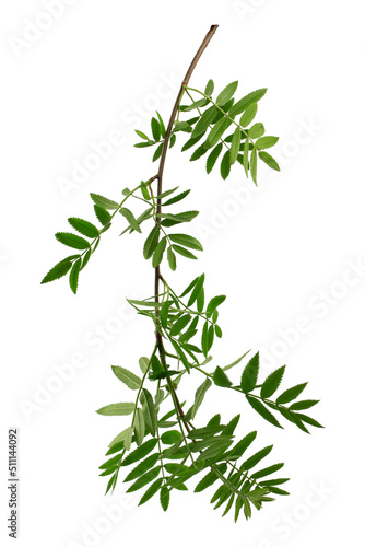 a tree branch with green leaves isolated on a white background