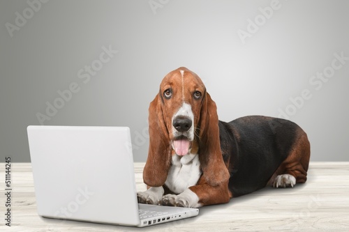 Cute dog sits in front of a laptop. The dog is not happy or shouts with joy and celebrates the victory. Business concept. Business dog.