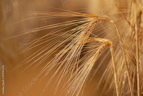 Wheat field. Ears of yellow wheat close-up on a background of sunlight. Rich harvest concept.