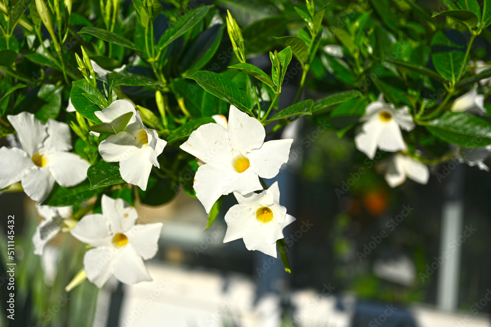 Mandevilla laxa, commonly known as Chilean jasmine, is an ornamental plant in the genus Mandevilla of family Apocynaceae. Mandevilla laxa, commonly known as Chilean jasmine, is an ornamental plant in the genus Mandevilla of family Apocynaceae.