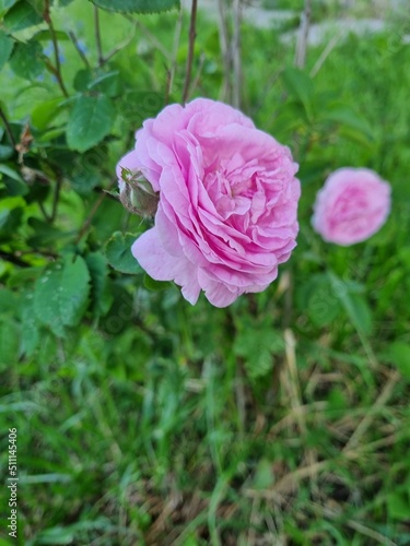 pink rose in garden