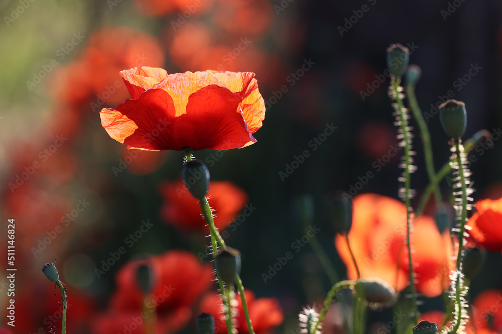 Piękny czerwony kwiat maku polnego w porannych promieniach słońca.  - obrazy, fototapety, plakaty 