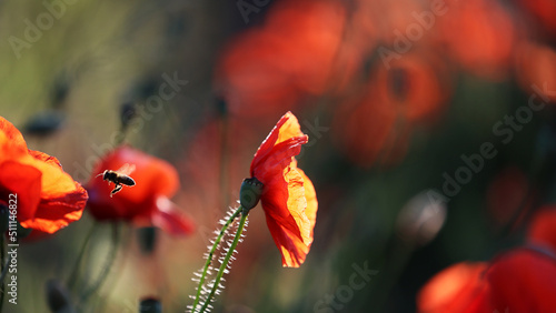 Piękny czerwony kwiat maku polnego w porannych promieniach słońca. 