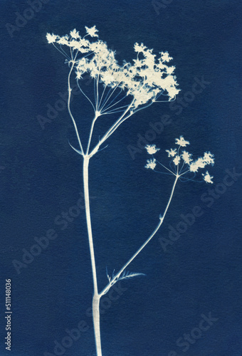 Sun-printing or cyanotype process. Skeleton flowers cyanotype