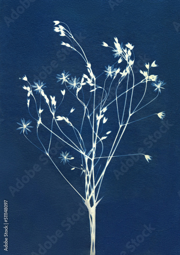 Sun-printing or cyanotype process. Skeleton flowers cyanotype