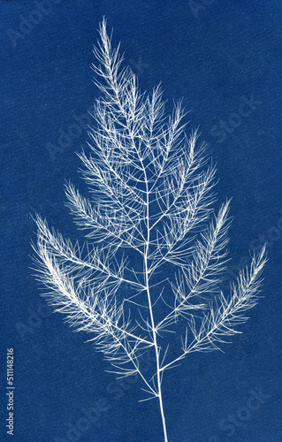 Sun-printing or cyanotype process. Skeleton leaf cyanotype