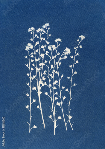 Sun-printing or cyanotype process. Skeleton flowers cyanotype