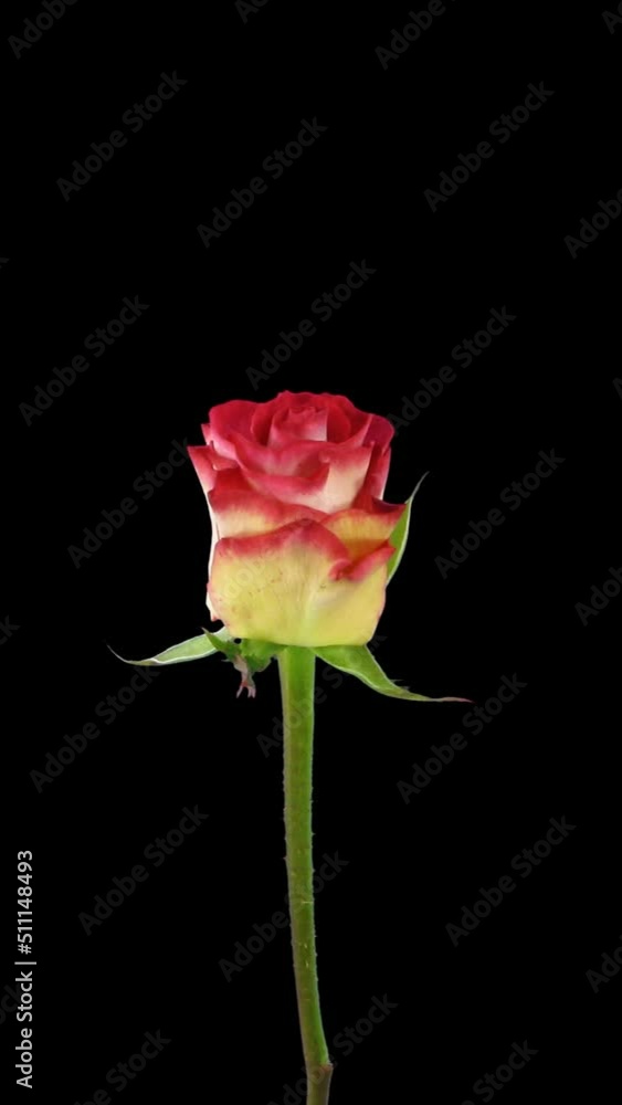 Time lapse of opening red-white Shanti rose with ALPHA transparency channel isolated on black background, vertical orientation Time lapse of opening red-white Shanti rose with ALPHA transparency channel isolated on black background, vertical orientation