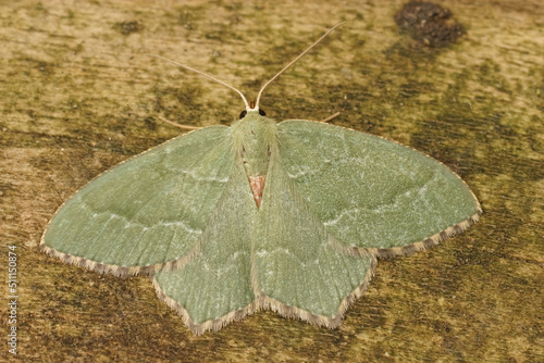 Closeup on a fresh emerged colorful green Common Emerald moth , Hemithea aestivaria with open wings on wood photo