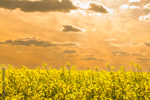 Rapeseed flower close-up  selective focus. Natural yellow floral background.