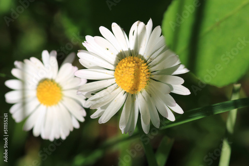 Natural Bellis Perennis Macro Photo