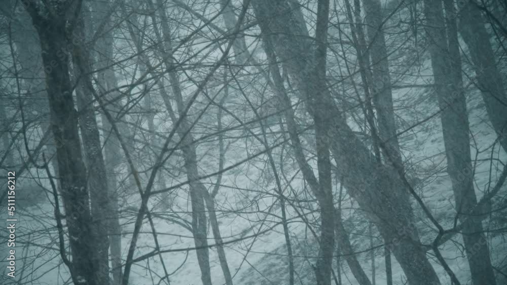 Forest in heavy snowfall in winter Forest in heavy snowfall in winter