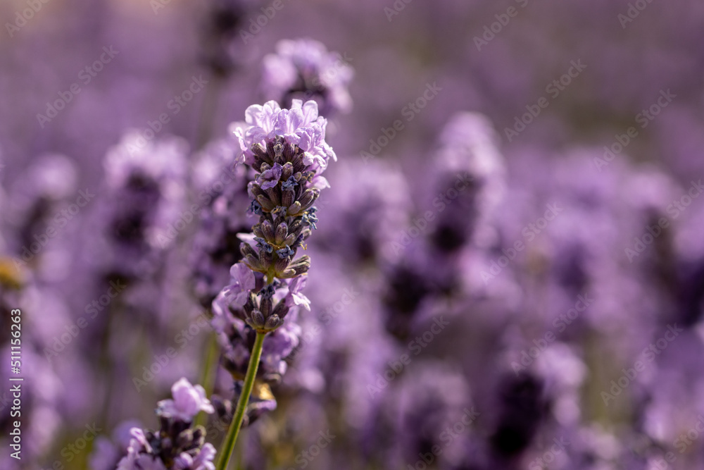 close up of lavender flowers close up of lavender flowers