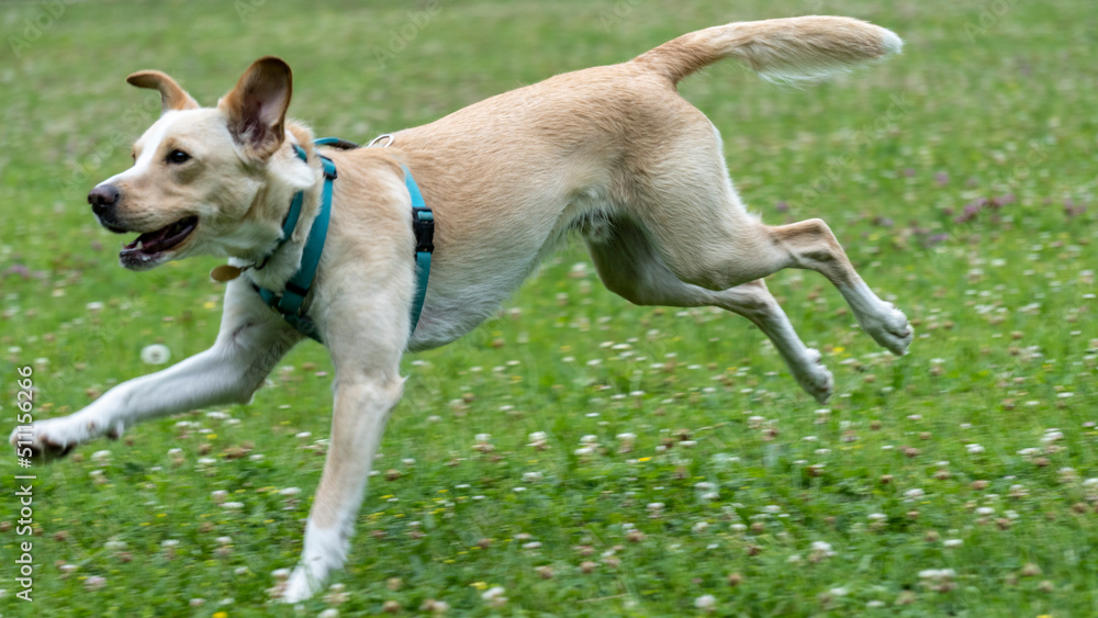 Adorable young Labrador cross dog, white and ginger, running , in the middle of nature Adorable young Labrador cross dog, white and ginger, running , in the middle of nature