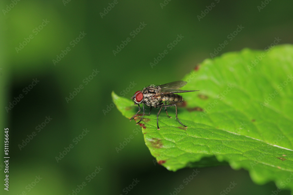 calliphora vicina fly macro photo calliphora vicina fly macro photo