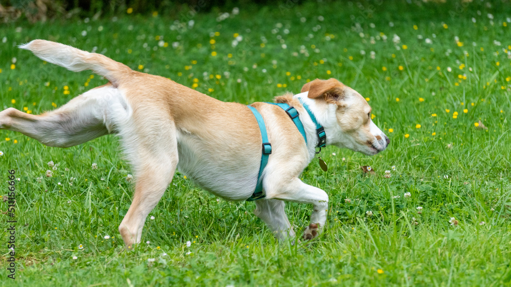 Adorable young labrador cross dog, white and red, in the middle of a race, in the middle of nature Adorable young labrador cross dog, white and red, in the middle of a race, in the middle of nature