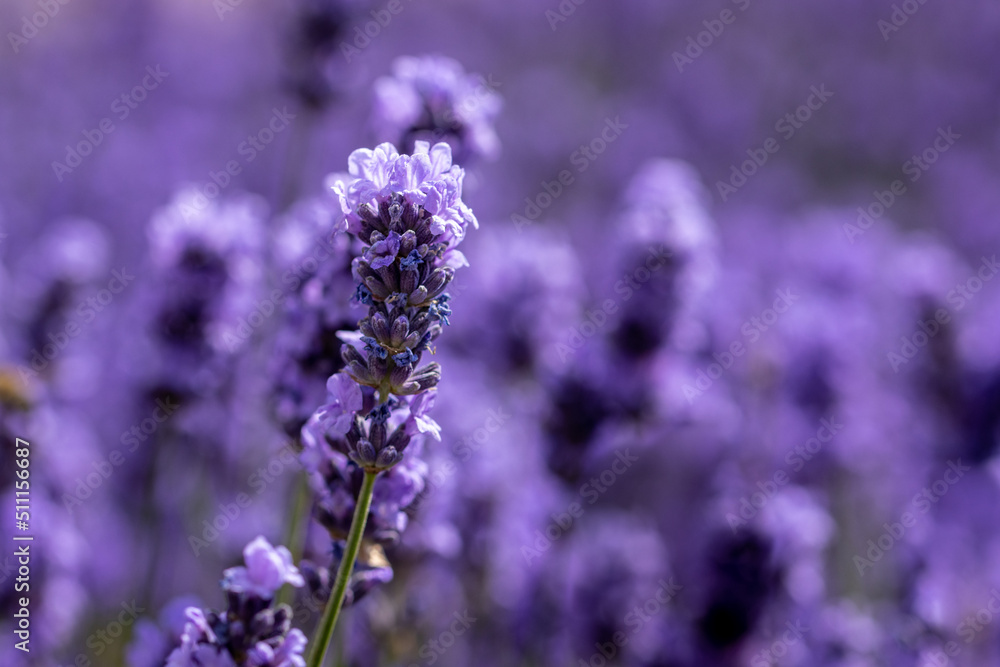 Fototapeta premium lavender flowers in region
