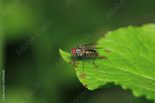 calliphora vicina fly macro photo