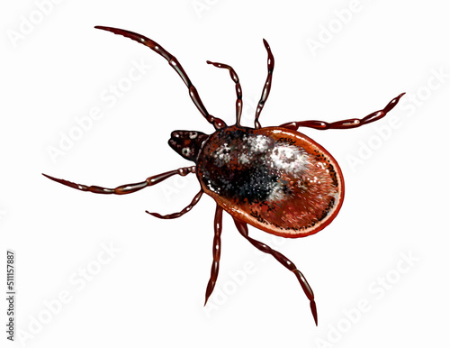 Tick, suborder Metastigmata (Ixodida, Ixodidae)