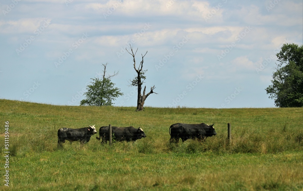 cows in the field cows in the field