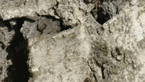 Wallpaper Mural Closer look of the ant looking for food while crawling everywhere in Estonia Torontodigital.ca