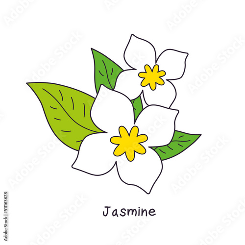White jasmine flowers with leaves isolated vector
