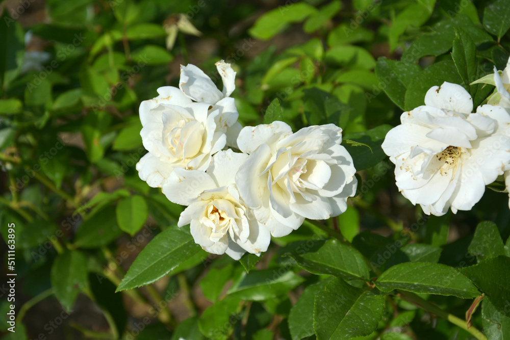 Fototapeta premium white rose flowers blossoms in the bush in sunny afternoon