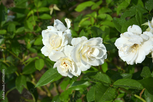 white rose flowers blossoms in the bush in sunny afternoon