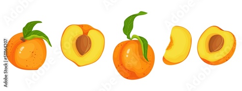 Fototapeta Naklejka Na Ścianę i Meble -  A set of ripe apricots.Whole sweet fruits and halves. Cartoon vector graphics.
