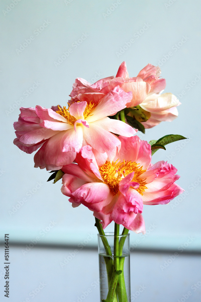 Fototapeta premium Bouquet of three coral-colored peonies in full bloom. Peony Coral Sunset