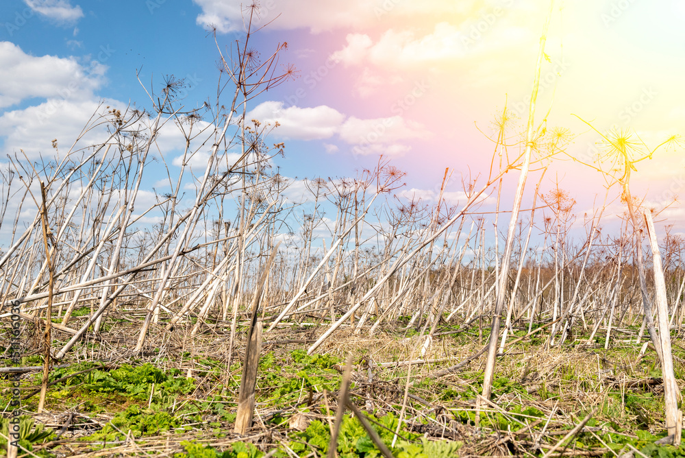 Obraz premium Heracleum plant