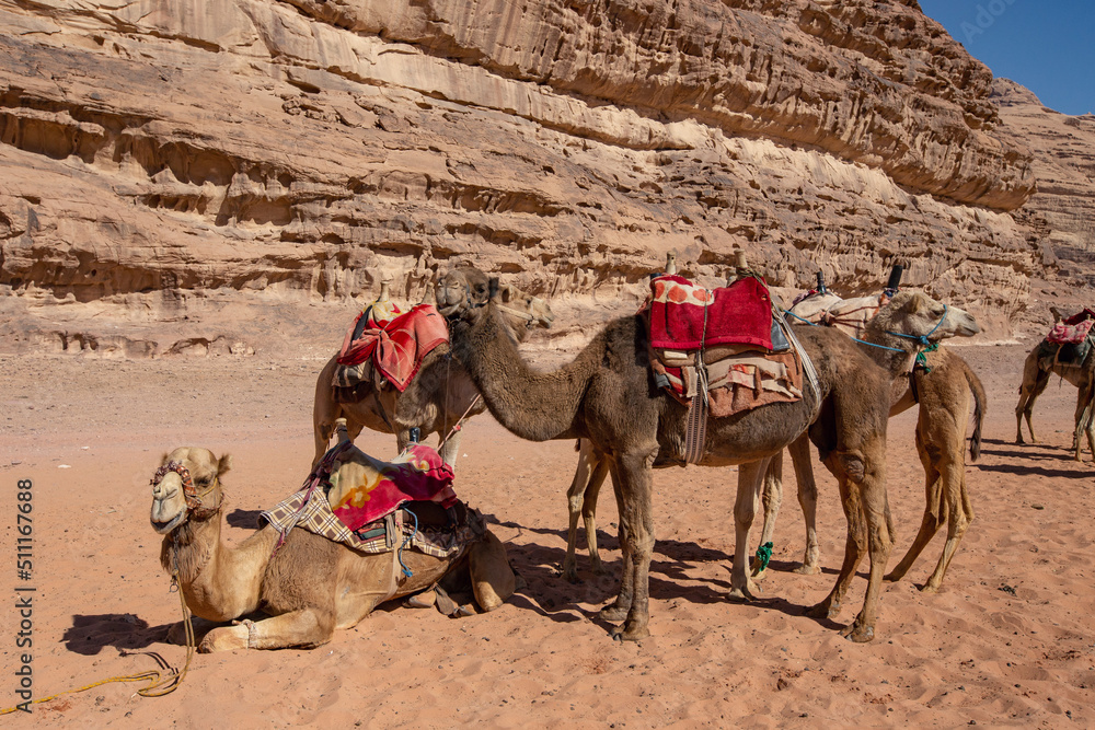 Fototapeta premium Camels in the Wadi Rum desert, Jordan