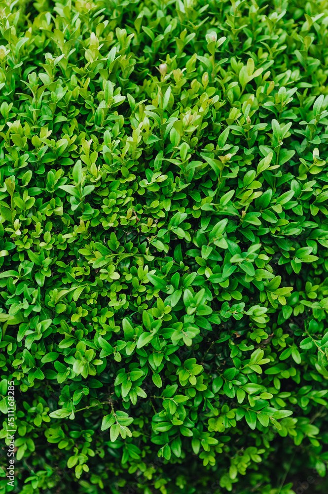 Beautiful background, texture of green leaves, foliage of evergreen boxwood. Photography of nature in the garden. Beautiful background, texture of green leaves, foliage of evergreen boxwood. Photography of nature in the garden.