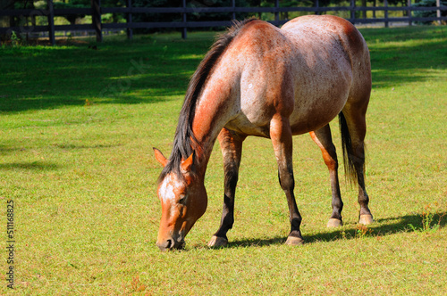 Beautiful roan horse grazing in a field photo