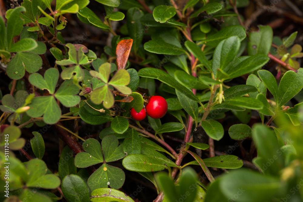 Cranberry branch background. Nature textures. Red berries on a green background in the summer forest