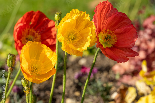 Yellow and red poppy flowers  early spring  ornamental flowers  in the garden