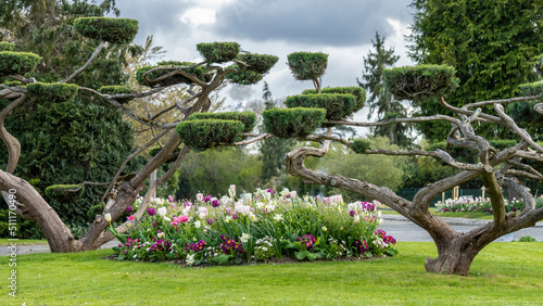 Tall bonsai trees and a garden of tulips and other ornamental flowers  surrounded by a mowed lawn  on a cloudy end of day
