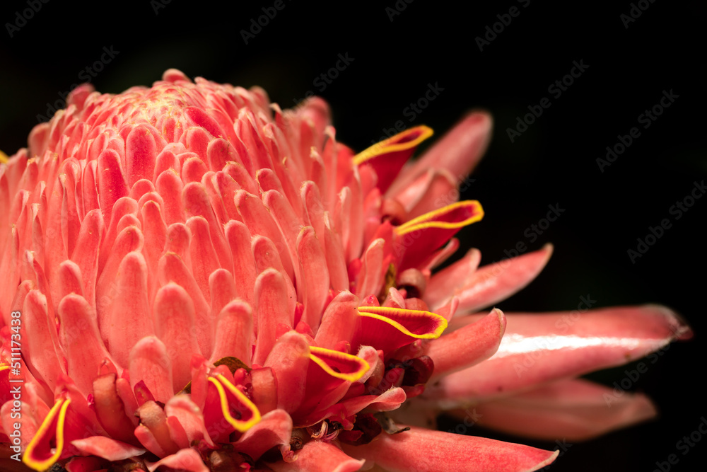 Pink Torch Ginger Close Up 