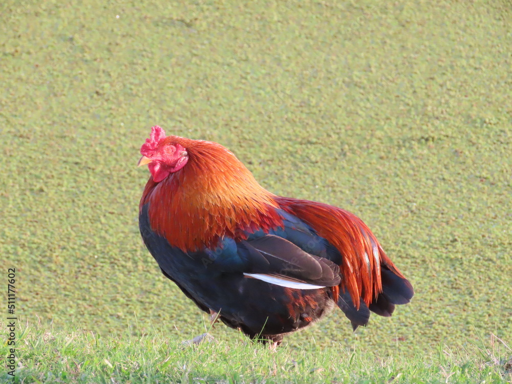 Fototapeta premium rooster on the farm