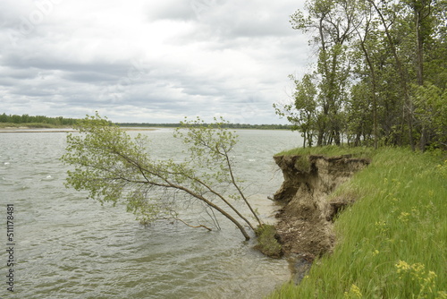 Tree in Missouri River