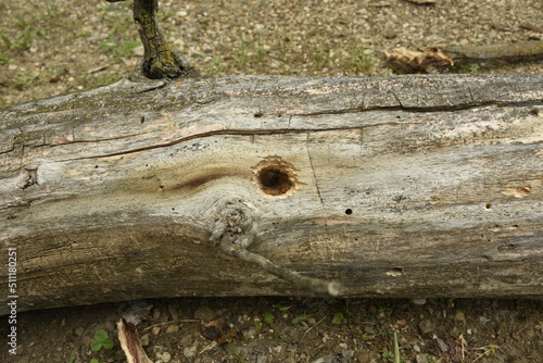 Hole In Log