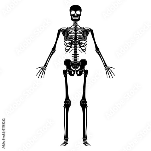 Skeleton Human silhouette body bones - hands, chests, heads, vertebra, pelvis, Thighs front Anterior ventral view flat black color concept Vector illustration of anatomy isolated on white background