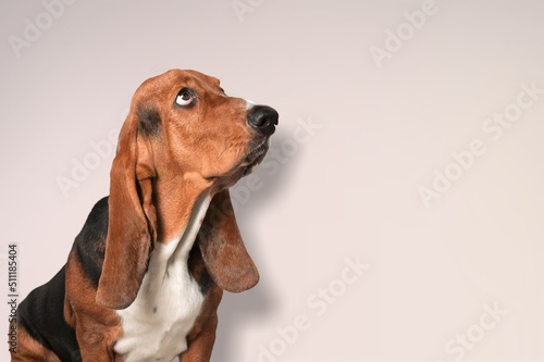 Cute domestic young dog in photo studio. © BillionPhotos.com