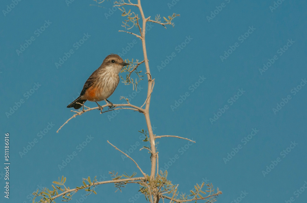 bird from northern chile on blue background bird from northern chile on blue background